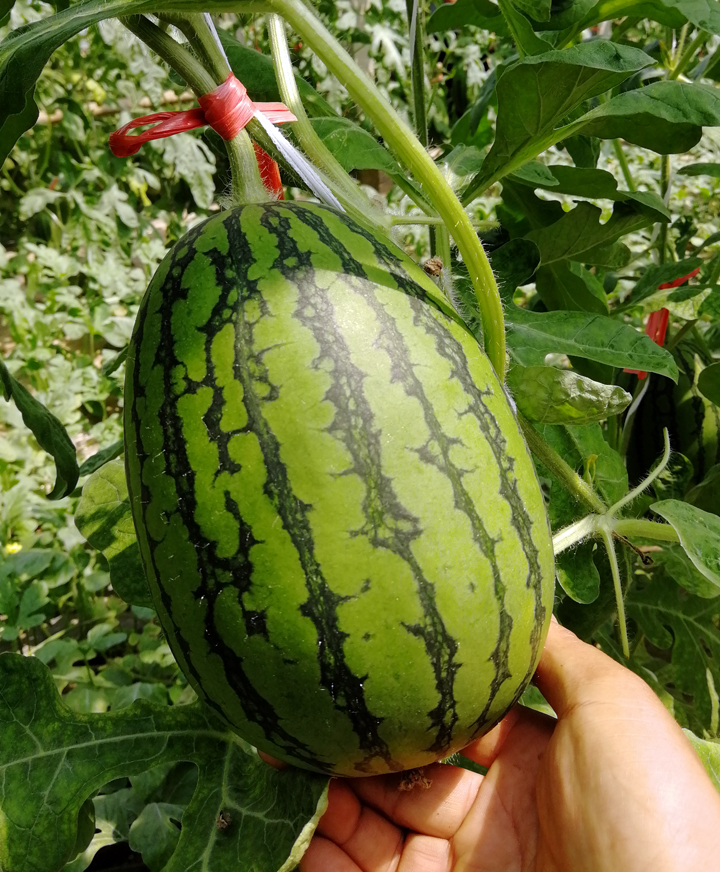 濰坊青州2k小型西瓜_蔬菜_名優(yōu)農(nóng)副土特產(chǎn)品_產(chǎn)品_中國(guó)農(nóng)業(yè)科技推廣網(wǎng)