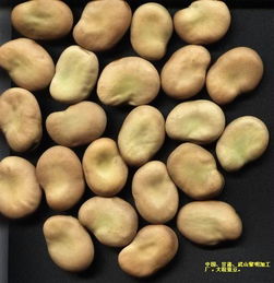 大粒蠶豆 甘肅省武山縣黎明農(nóng)副土特產(chǎn)品加工廠